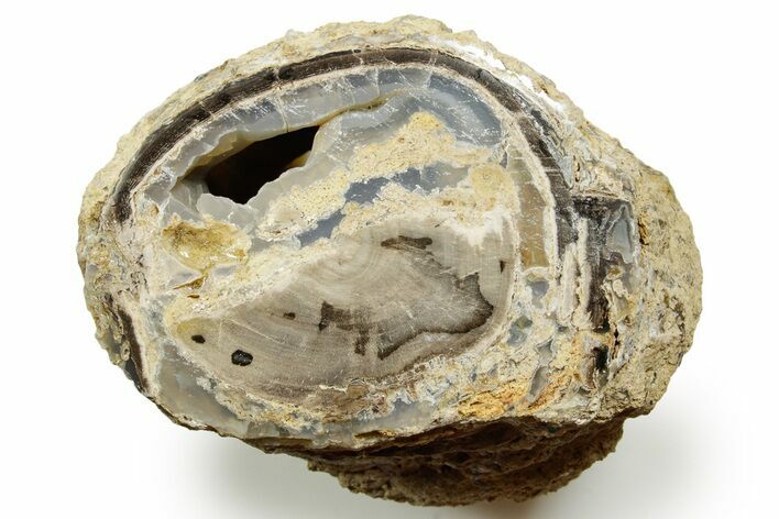 Wide Petrified Wood (Schinoxylon) Limb - Blue Forest, Wyoming #373459